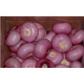 Vente en gros Oignon frais / Oignon jaune / onion rouge exportateurs en Chine exportation d&#39;oignons frais vers dubai